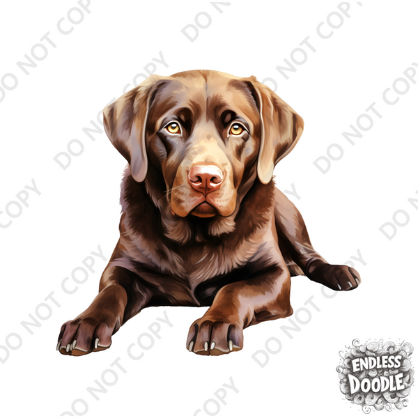 Labrador Dog DTF Transfer Gift Iron On Transfer Do it Yourself Heat Press Hot Cold Peel for Clothing T Shirt Any Material Long Lasting (LABCHOC007)