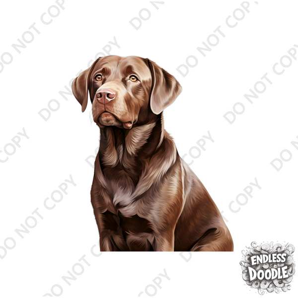 Labrador Dog DTF Transfer Gift Iron On Transfer Do it Yourself Heat Press Hot Cold Peel for Clothing T Shirt Any Material Long Lasting (LABCHOC003)